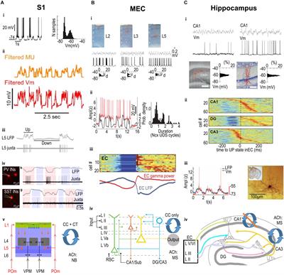 Up and Down States and Memory Consolidation Across Somatosensory, Entorhinal, and Hippocampal Cortices